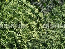 maskirovochnaya-set-mkt-el